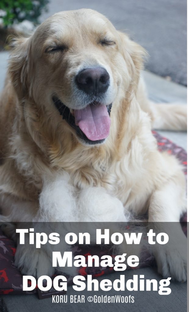 Tips on How to Manage Dog Shedding #SwifferAtSams - Golden Woofs
