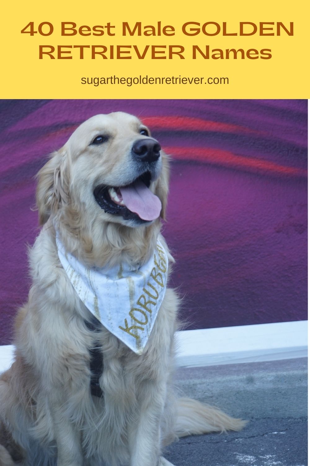 Good Names For Golden Male Dogs At Rachel Shortland Blog