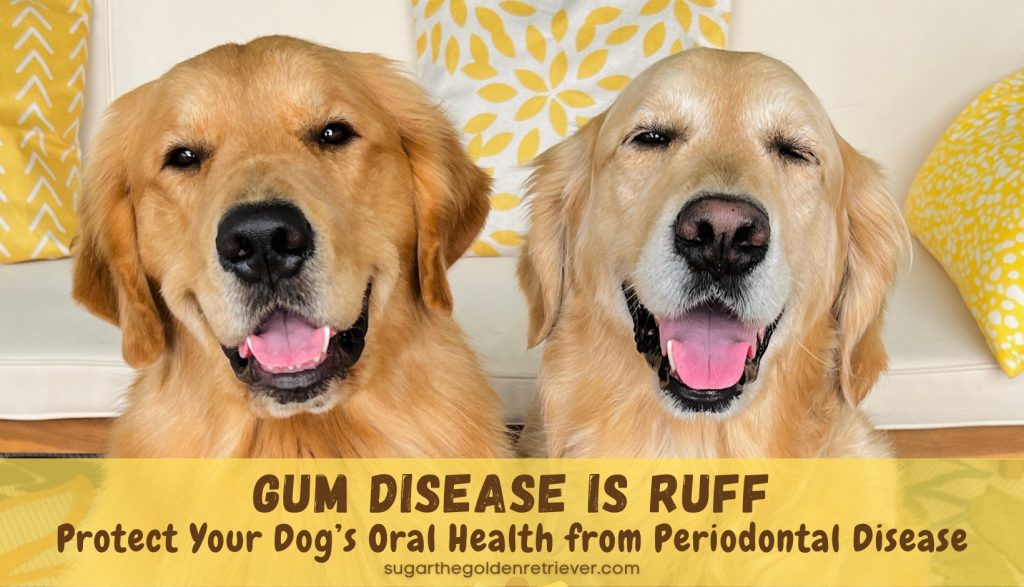 protect your dog's oral health from periodontal disease