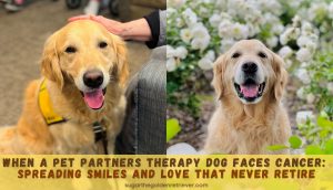 Pet Partners Theraphy Dog - Spreading Smiles and Love That Never Retire
