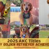 My Golden Retriever KENZO 2025 AKC Journey - AKC Titles Achieved
