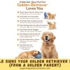 8 Adorable Signs Your Golden Retriever Loves You (From a Golden Parent)