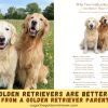 Why Two Golden Retrievers Are Better Than One From a Golden Retriever Parent
