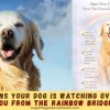 Signs Your Dog Is Watching Over You From the Rainbow Bridge 8 Signs Your Dog Is Watching Over You From the Rainbow Bridge?