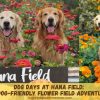 Dog Days at Hana Field: A Dog-Friendly Flower Field Adventure Dog Days at Hana Field- A Dog-Friendly Flower Field Adventure