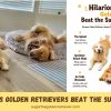 6 Ways Golden Retrievers Beat the Summer Heat