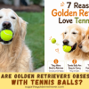 Why Are Golden Retrievers Obsessed with Tennis Balls? 7 Reasons