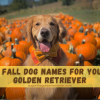 50 Fall Dog Names For Your Golden Retriever Awesome 50 Fall Dog Names For Your Golden Retriever