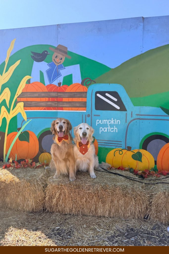 Pumpkin & Pups Hana Field Costa Mesa, CA