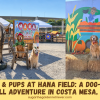 Pumpkins & Pups at Hana Field: A Dog-Friendly Fall Adventure in Costa Mesa, CA Pumpkins & Pups at Hana Field A Dog-Friendly Fall Adventure in Costa Mesa, CA