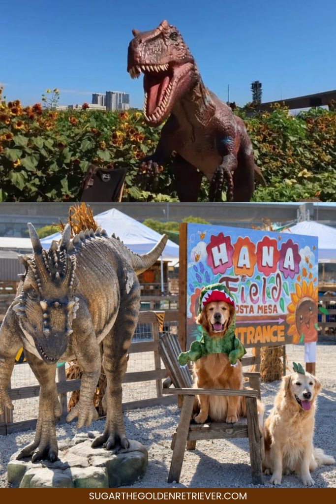Pumpkins & Pups at Hana Field- A Dog-Friendly Fall Adventure in Costa Mesa, CA